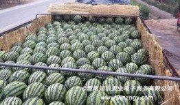 国内黑科吃瓜免费,免费获取瓜子的秘密通道