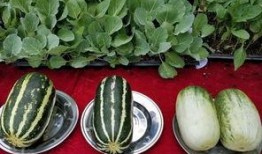 娱乐吃的瓜,明星们的“吃瓜”日常