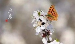 立春在线观看,春意盎然，温情满溢的年度佳作