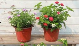 武汉爬楼梯爆料视频最新,高楼居民挑战极限，网友热议“空中马拉松”