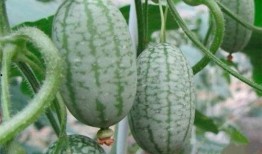 网红吃瓜都有哪些名字好听,网红吃瓜的别致昵称大盘点