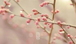 立春在线观看,春意盎然，温情满溢的年度佳作