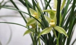 兰花姐姐爆料原视频,揭秘原视频背后的惊人真相