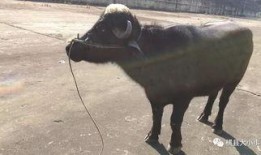 最新爆料牛不啦,揭秘娱乐圈惊人内幕