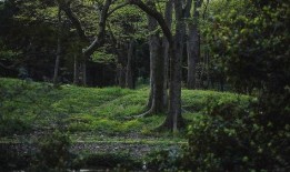 春的森林在线观看免费