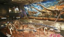 重庆自然博物馆爆料视频,探秘生物多样性宝库的珍贵瞬间