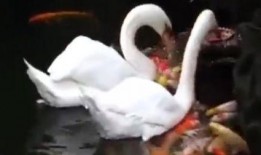 与鸭共舞在线高清观看,高清视觉盛宴，共赴自然和谐之旅