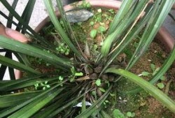 兰花姐姐爆料原视频,揭秘原视频背后的惊人真相