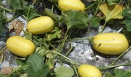 菜瓜最新事件爆料