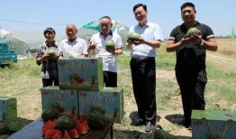 小粽吃瓜日记免费观看全集,免费畅享瓜界盛宴