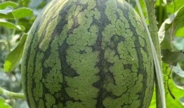 帝王路吃瓜人免费,吃瓜人视角下的宫廷风云