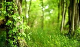 春的森林在线观看免费