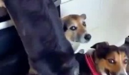 狗崽队爆料王卓视频播放,王卓视频播放背后的惊人真相