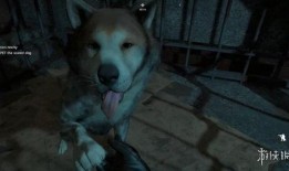 狗崽队爆料王卓视频播放,王卓视频播放背后的惊人真相