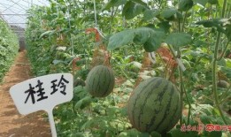 南宁微信吃瓜群免费吗,免费畅享热门资讯，轻松加入共享快乐