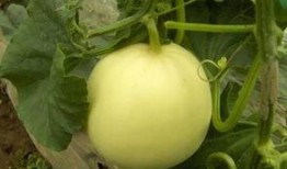 菜瓜最新事件爆料