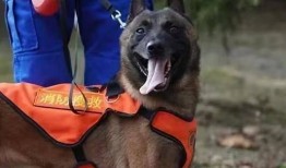 狗崽队爆料王卓视频播放,王卓视频播放背后的惊人真相