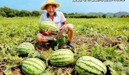 帝王路吃瓜人免费,吃瓜人视角下的宫廷风云