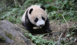 青姐爆料熊猫视频大全,熊猫视频大全精彩瞬间大汇总
